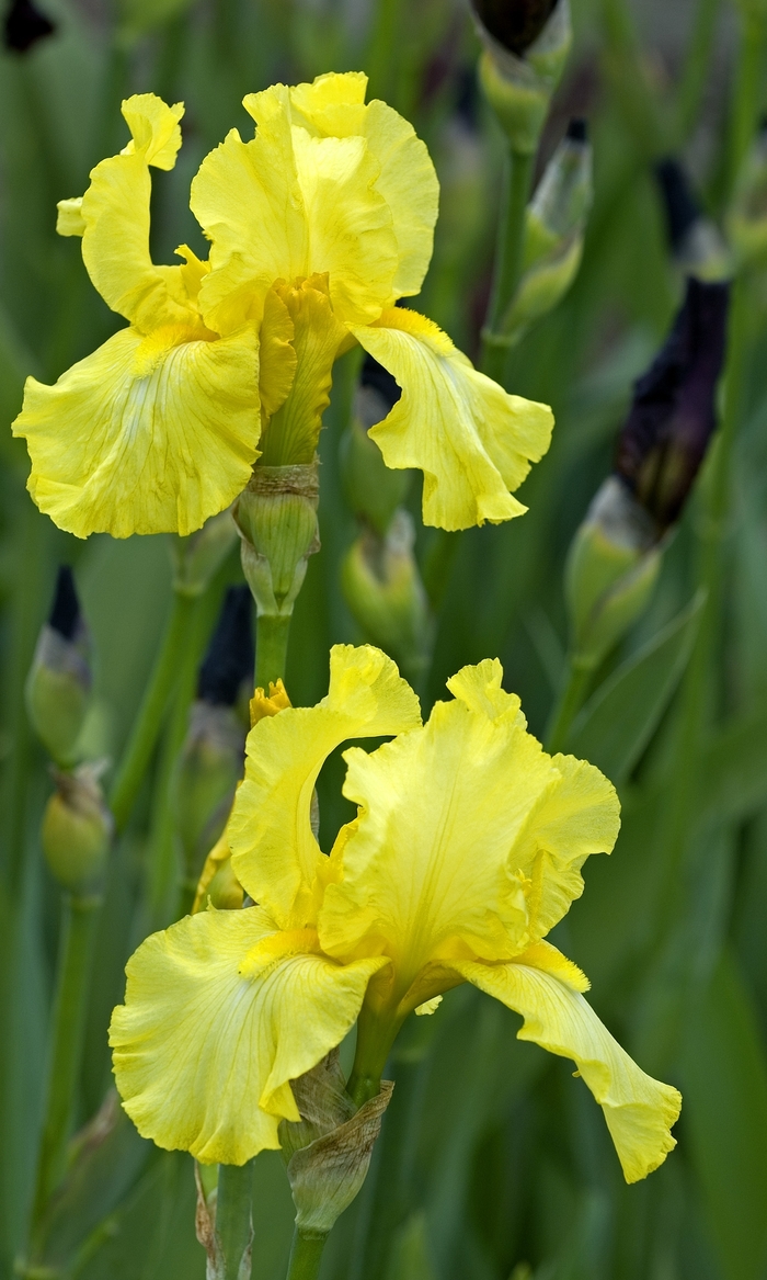'Harvest Of Memories' Bearded Iris - Iris germanica from E.C. Brown's Nursery