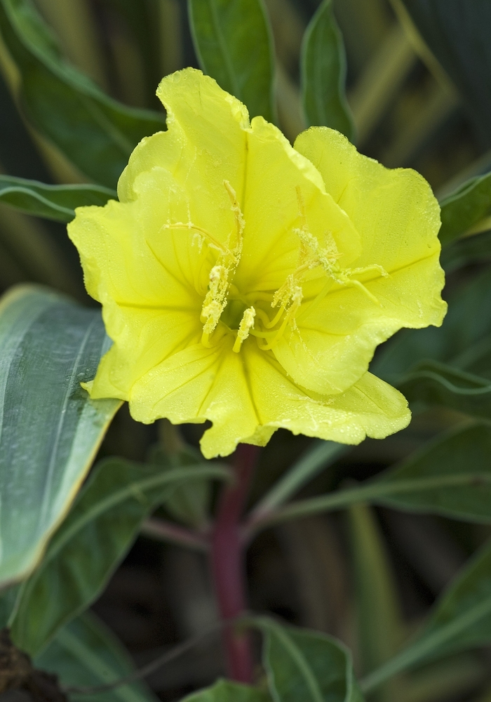 Missouri Evening Primrose - Oenothera missouriensis from EC Browns Nursery