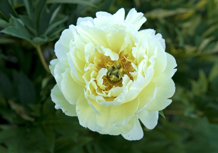 Bartzella Peony - Paeonia 'Bartzella' from EC Browns Nursery