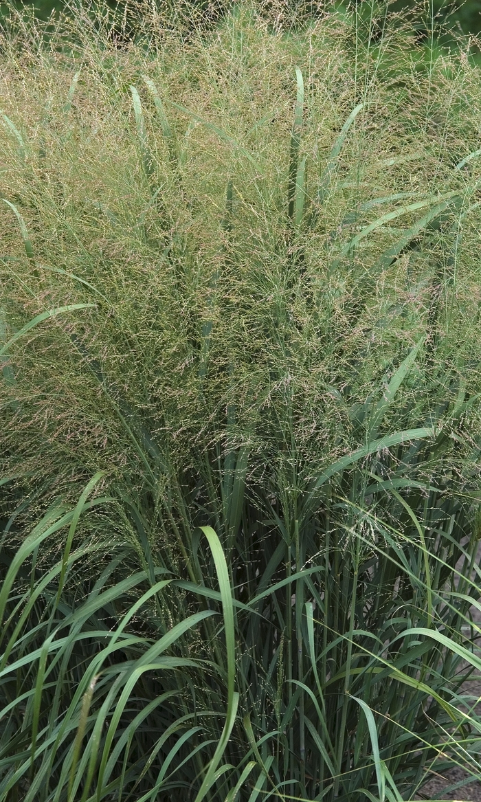 Grass-Ornamental - Panicum virgatum 'Thundercloud' from EC Browns Nursery