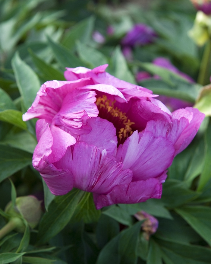 ITOH Peony - Paeonia ITOH 'Morning Lilac' from EC Browns Nursery