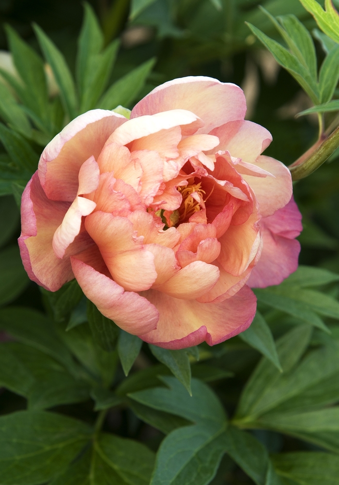 Peony - Paeonia 'Julia Rose' from EC Browns Nursery