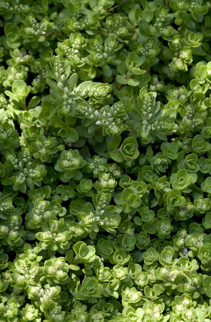 Stonecrop - Sedum ternatum (Stonecrop) from EC Browns Nursery
