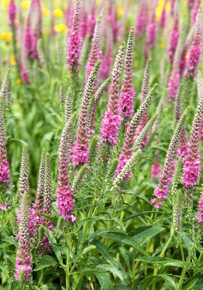 Speedwell - Veronica spicata 'Red Fox' from EC Browns Nursery