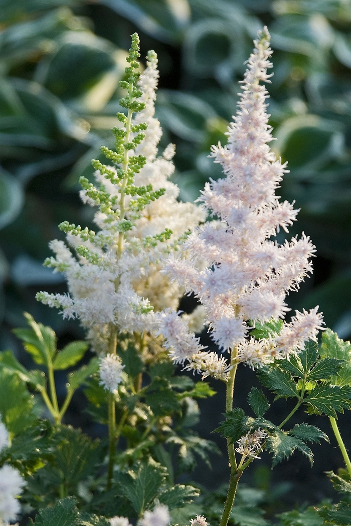 Astilbe-Chinese - Astilbe chinensis ''Milk and Honey'' from EC Browns Nursery