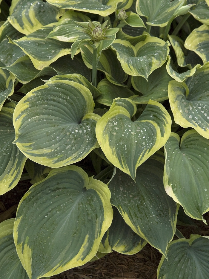 'Earth Angel' - Hosta hybrid from EC Browns Nursery