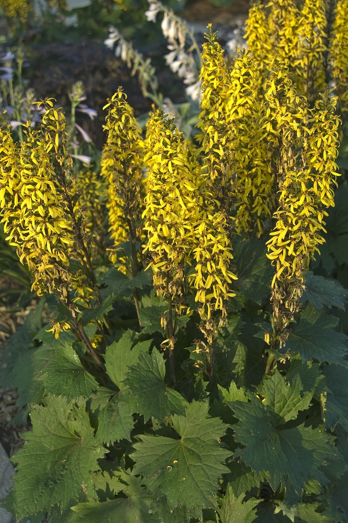 Leopard Plant - Ligularia stenocephala 'Little Rocket' from EC Browns Nursery