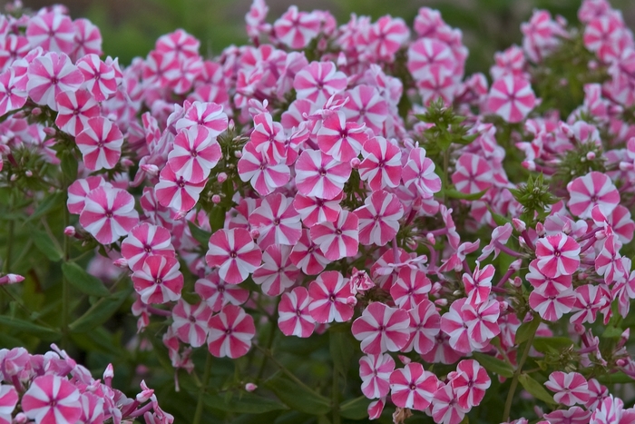 Tall Garden Phlox - Phlox paniculata 'Peppermint Twist' from EC Browns Nursery