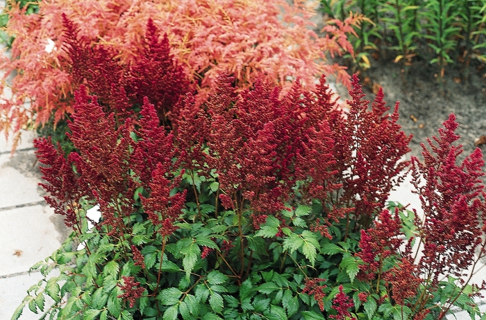 False Spirea - Astilbe x japonica 'Elisabeth van Veen' from EC Browns Nursery