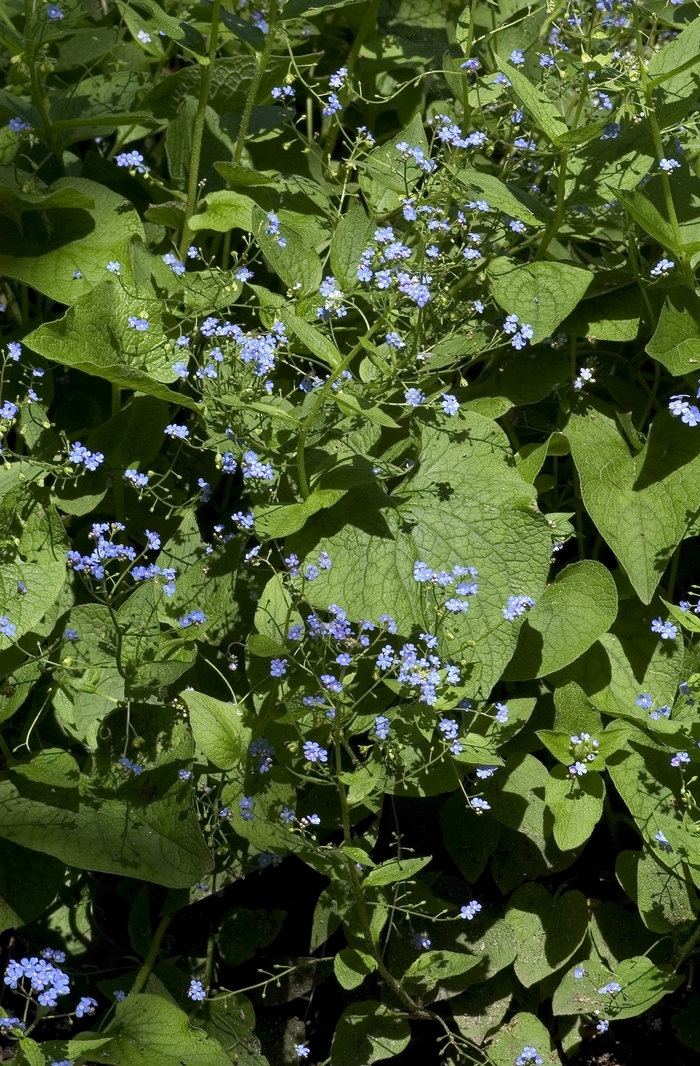 Siberian Bugloss - Brunnera macrophylla (Siberian Bugloss) from EC Browns Nursery