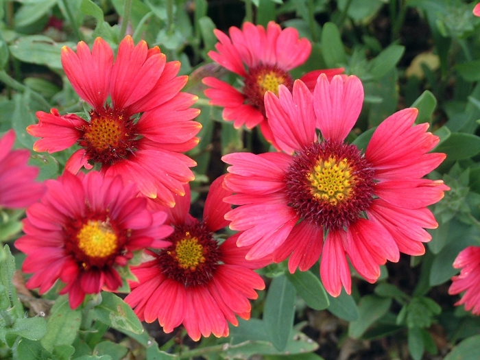 Blanket Flower - Gaillardia 'Burgundy' from EC Browns Nursery