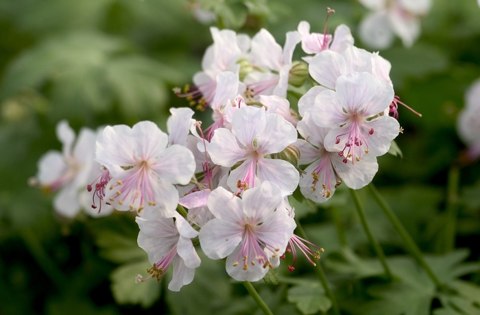 Bloody Cranesbill - Geranium x cantabrigense 'Biokova Karmina' from EC Browns Nursery