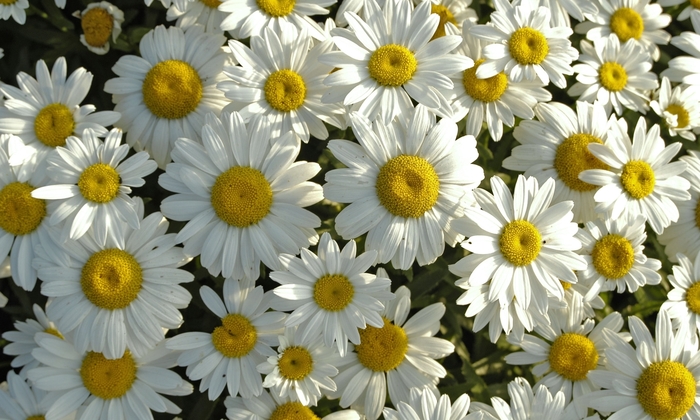 Snowcap Shasta Daisy - Leucanthemum x superbum 'Snowcap' (Shasta Daisy) from EC Browns Nursery