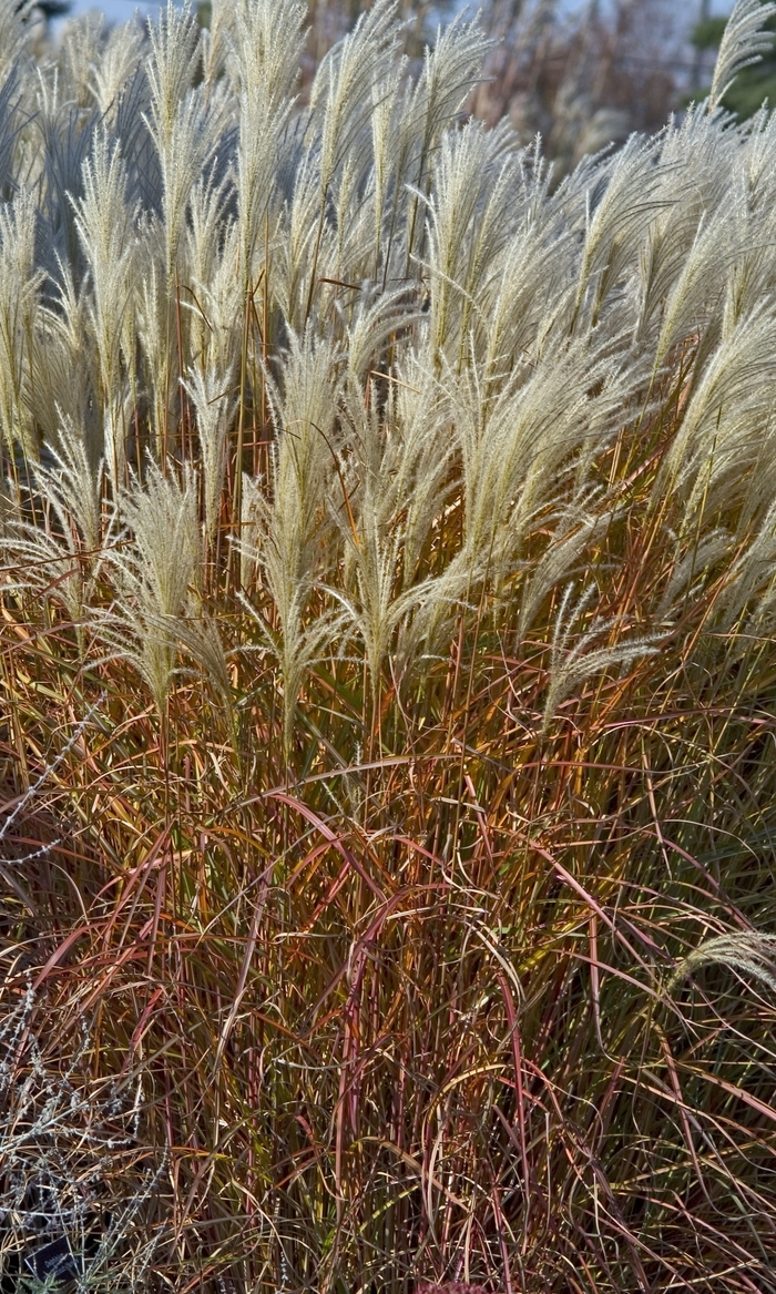 Purple Flame Grass - Miscanthus sinensis v. purpurascens from EC Browns Nursery