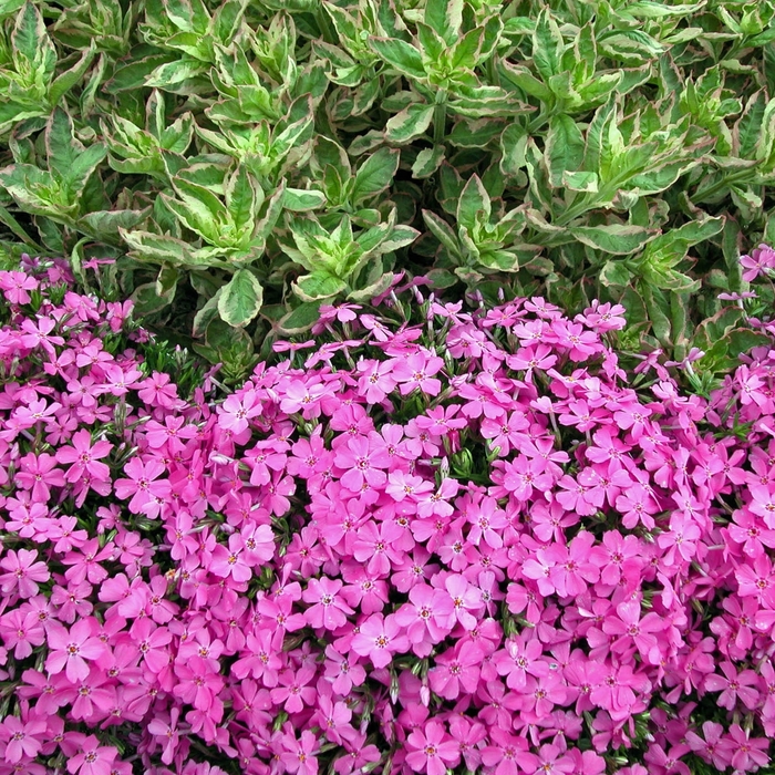  'Emerald Pink' - Phlox subulata from EC Browns Nursery