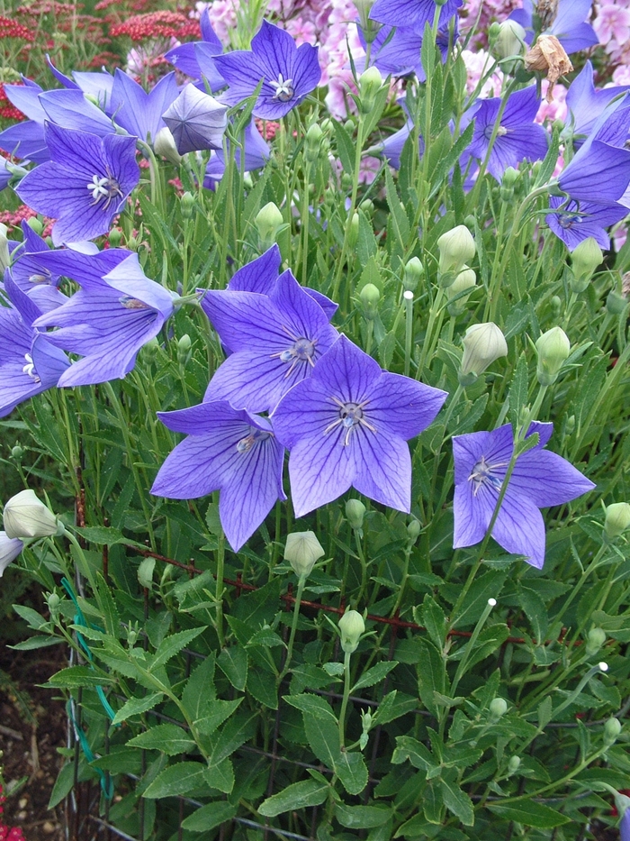 'Fuji Blue' Balloon Flower - Platycodon grandiflorus from EC Browns Nursery