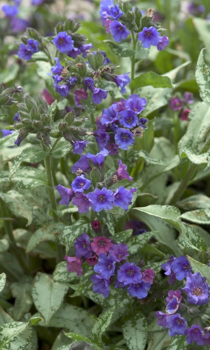 Diana Clair Lungwort - Pulmonaria longifolia 'Diana Clair' (Lungwort) from EC Browns Nursery