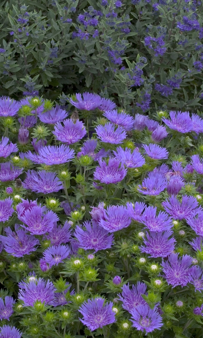 'Peachie's Pick' Stoke's Aster - Stokesia from EC Browns Nursery