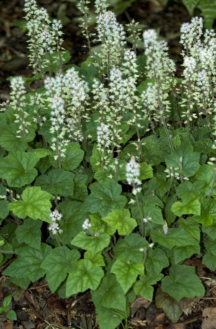 Foamflower - Tiarella cordifolia from EC Browns Nursery