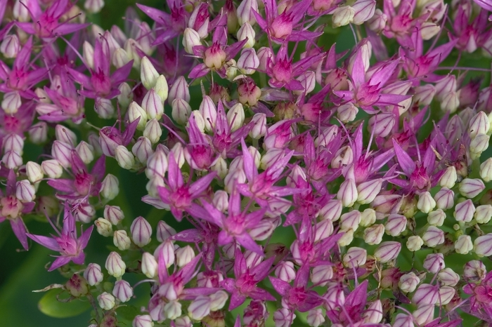  'Brilliant' - Sedum spectabile from EC Browns Nursery