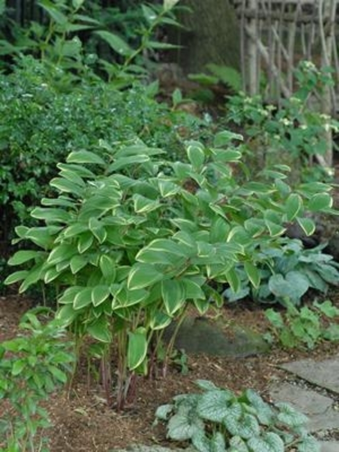 Variegated Soloman's Seal - Polygonatum odoratum var. pluriflorum 'Variegatum' from EC Browns Nursery