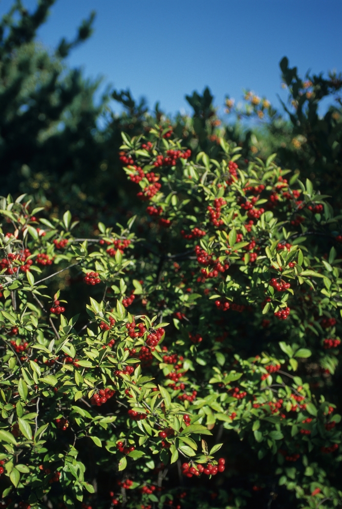 Red Chokeberry - Aronia arbutifolia 'Brilliantissima' from EC Browns Nursery