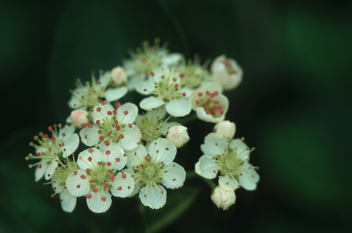 Black chokeberry - Aronia melanocarpa from EC Browns Nursery