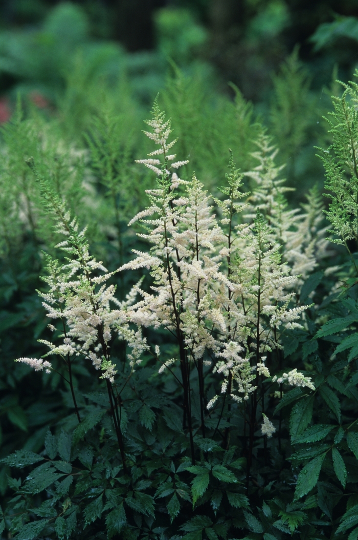 False Spirea - Astilbe arendsii 'Bridal Veil' from EC Browns Nursery