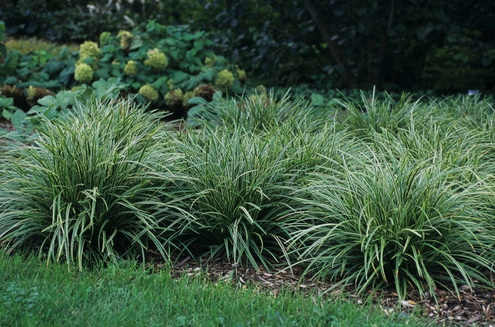 Morrow's Sedge - Carex morrowii 'Ice Dance' from EC Browns Nursery
