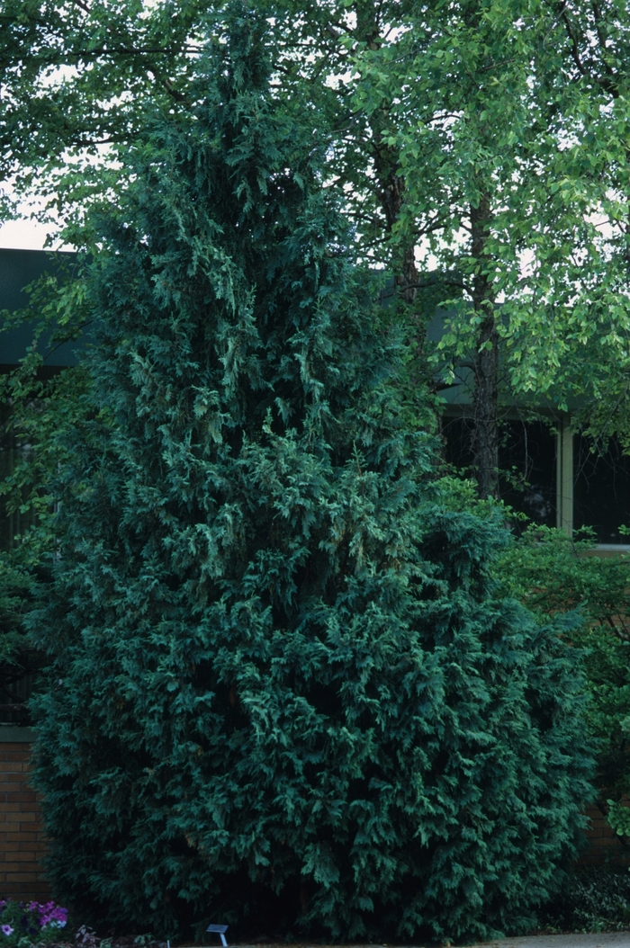 Slender Hinoki Falsecypress - Chamaecyparis obtusa gracilis 'Nana' from EC Browns Nursery