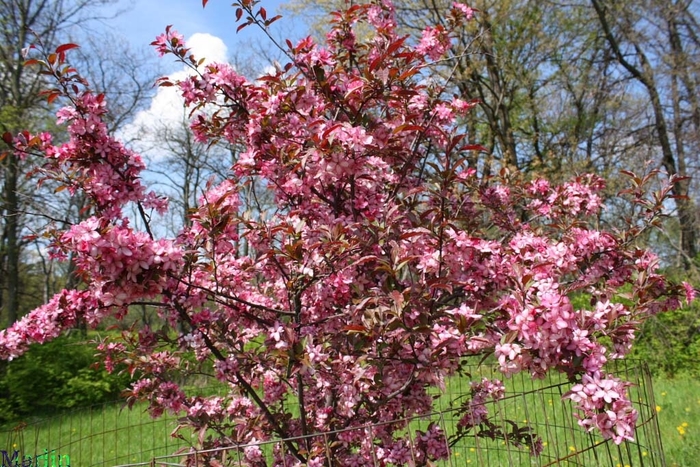 Royal Rain Drops Crabapple - Malus 'Royal Rain Drops' from EC Browns Nursery
