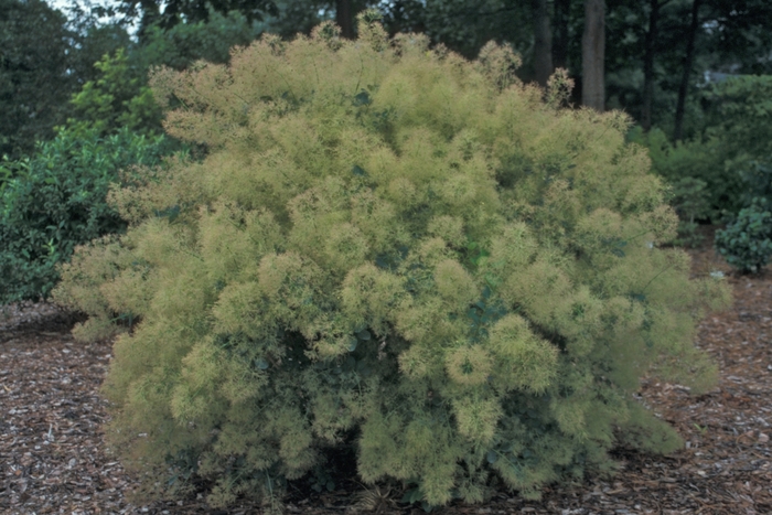 Smoke Tree - Cotinus coggygria 'Young Lady' from EC Browns Nursery