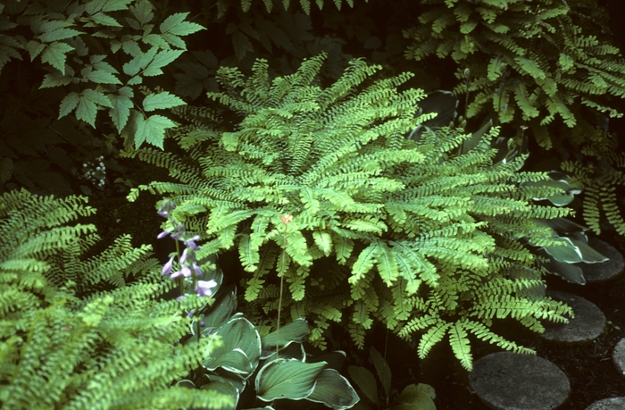 Northern Maidenhair Fern - Adiantum pedatum from EC Browns Nursery