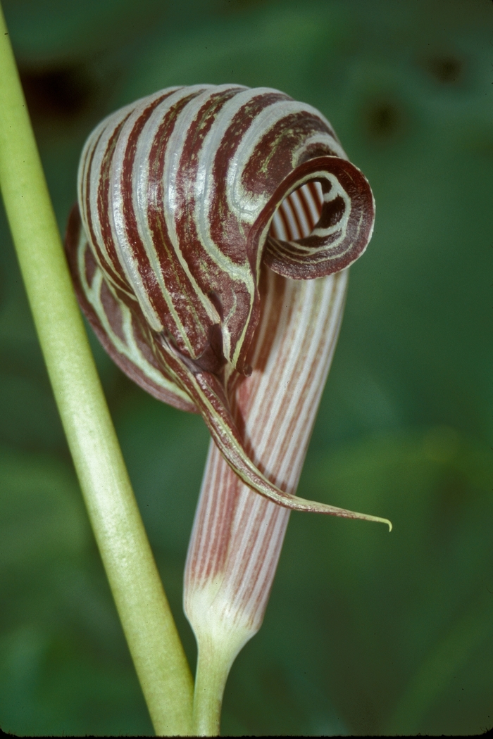 Chinese Jack-in-the-Pulpit - Arisaema fargesii from EC Browns Nursery
