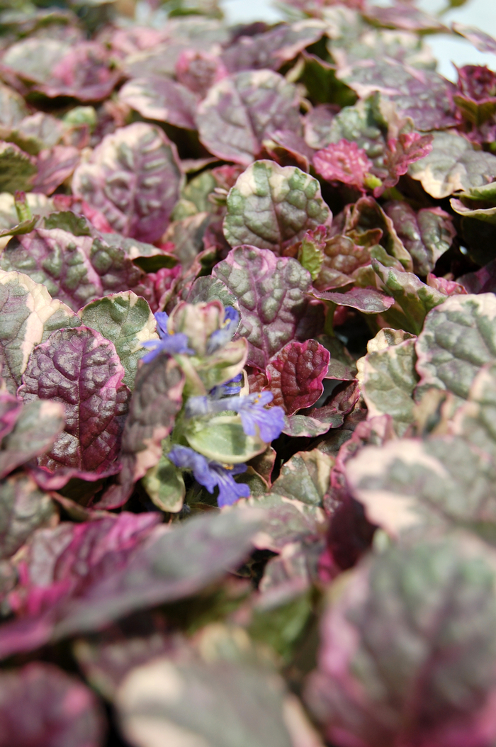 Common Bugle Weed - Ajuga reptans 'Burgundy Glow' from EC Browns Nursery