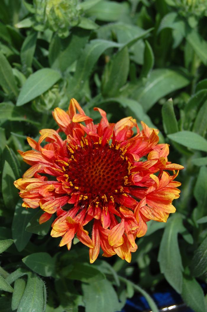 Blanket Flower - Gaillardia 'Fanfare Blaze' from EC Browns Nursery