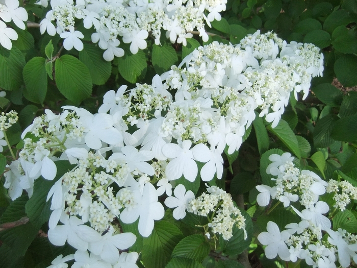 Doublefile Viburnum - Viburnum plicatum v. tomentosum 'Shasta' from EC Browns Nursery