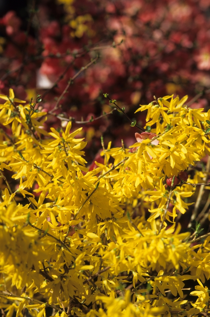 Gold Tide&trade; Forsythia - Forsythia x intermedia 'Courtasol' from EC Browns Nursery