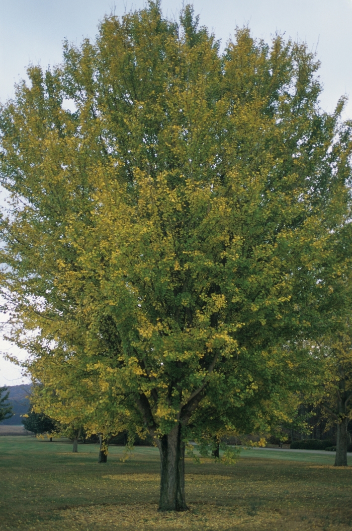 Ginkgo - Ginkgo biloba from EC Browns Nursery