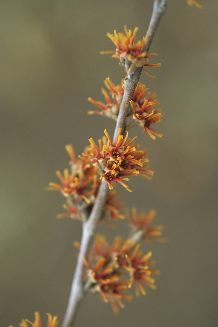 Vernal Witch Hazel - Hamamelis vernalis from EC Browns Nursery
