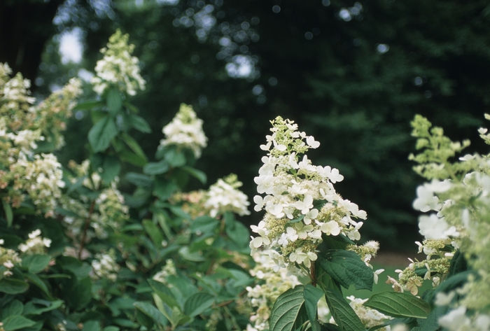 Pink Diamond Hydrangea - Hydrangea paniculata ''Pink Diamond'' from EC Browns Nursery