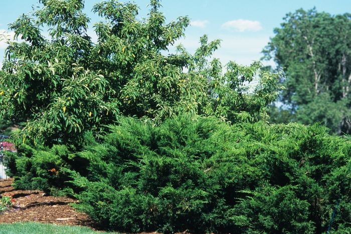 Sea Green Juniper - Juniperus chinensis 'Sea Green' from EC Browns Nursery