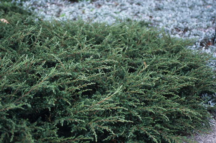 'Repanda' Juniper - Juniperus communis from EC Browns Nursery