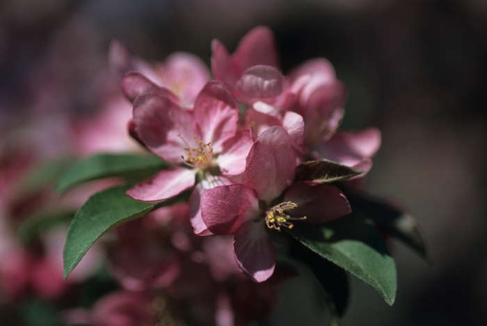 Centurion&reg; Crabapple - Malus hybrid from EC Browns Nursery