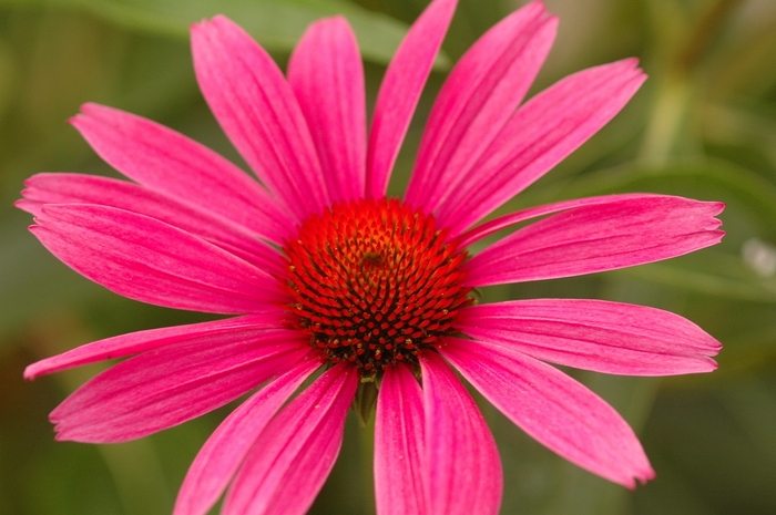 Purple Coneflower - Echinacea purpurea 'Ruby Star (Rubinstern)' from EC Browns Nursery