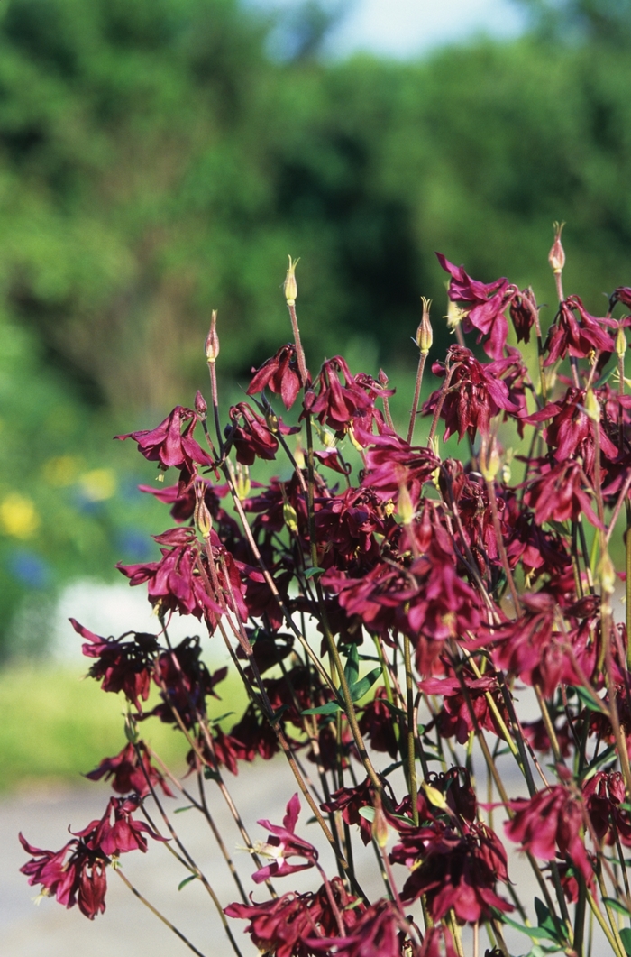 Wild Columbine - Aquilegia canadensis from EC Browns Nursery