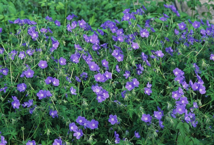 Geranium-Hardy - Geranium 'Brookside' from EC Browns Nursery
