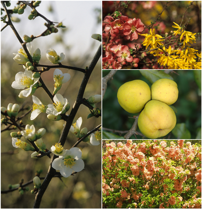 Chaenomeles - Flowering Quince - Multiple Varieties from EC Browns Nursery