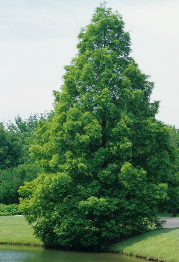 Dawn Redwood - Metasequoia glyptostroboides from EC Browns Nursery