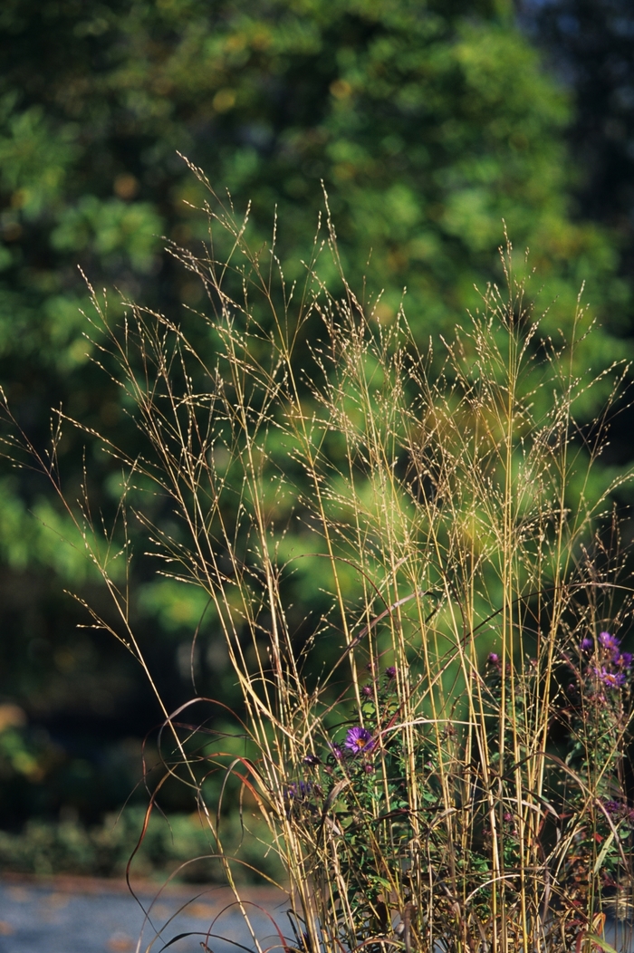 'Rostrahlbusch' Switch Grass - Panicum virgatum from EC Browns Nursery